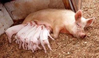 母猪生产前一周有啥征兆 母猪生产前征兆